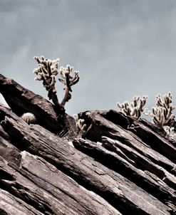 Cactus on Rocks