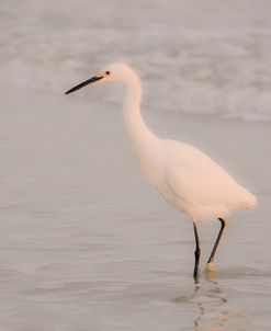 Eager Egret