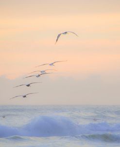 Pelicans over lavender wave