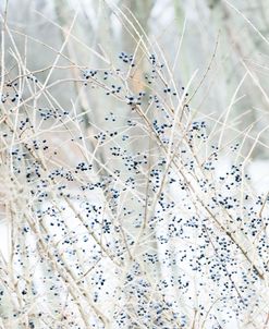 Winter Berries all Blue