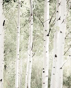 Aspen Forest For Trees 1