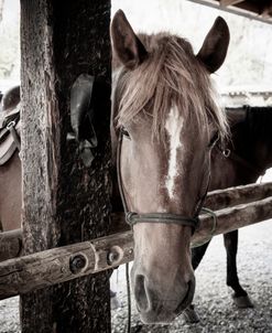Ginger At The Trail Head