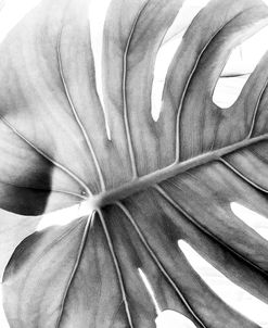 Graphic Leaf