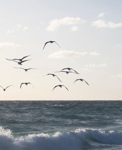 Gulls Over The Waves