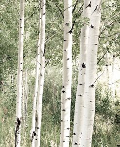 Aspen Forest For Trees 2
