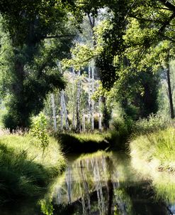 Aspen Reflection