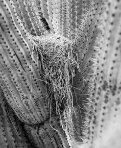 Cactus Wren’s Nest