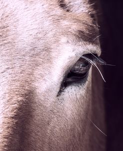 Pretty Palomino Close-Up