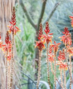 Red Aloe Vera Blooms