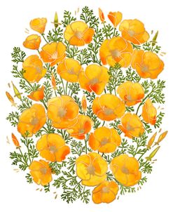 California Poppies Bouquet With Gold Accents