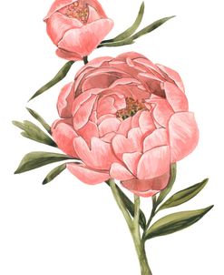 Watercolor Peony In Coral