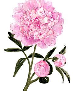 Watercolor Peony In Light Pink