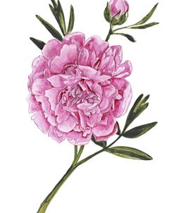 Watercolor Peony in Purple