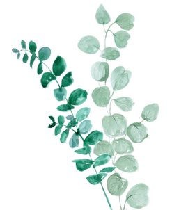 Eucalyptus Two Ways