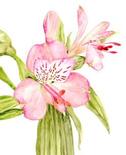 Pink Watercolor Alstroemeria