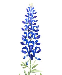 Watercolor Texas Bluebonnet