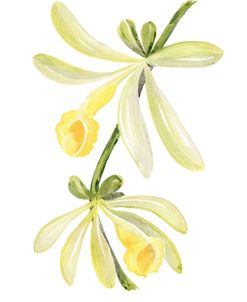 Watercolor Vanilla Orchid