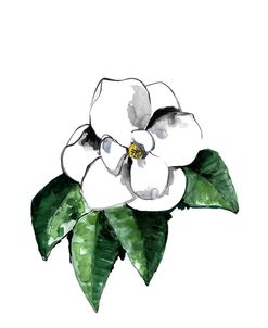 Watercolor White Magnolia