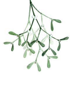 Watercolor Mistletoe