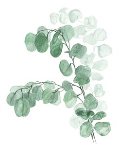 Watercolor Silver Dollar Eucalyptus
