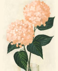 Coral Hydrangeas In A Vase