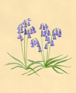 Bluebell Botanical Study