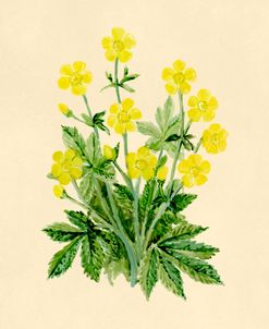 Buttercup Botanical Study