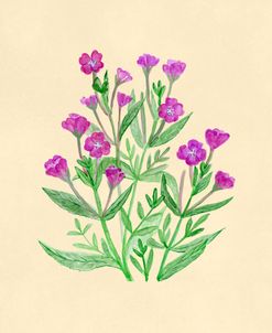 Hairy Willowherb Botanical Garden