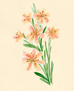 Orange Lewisia Botanical Study