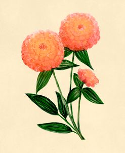 Orange Zinnia Botanical Study