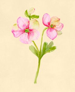 Pink Anemone Botanical Study
