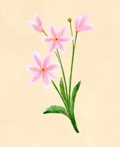Pink Cosmos Botanical Study