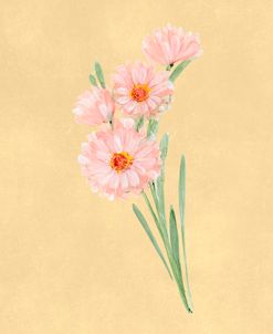 Pink Daisy Botanical Study