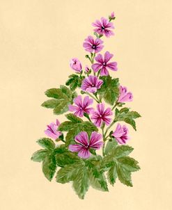 Common Mallow Botanical Study