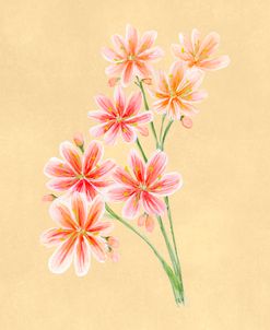 Coral Lewisia Botanical Study