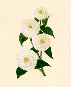 Cream Zinnia Botanical Study