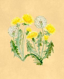 Dandelion Botanical Study