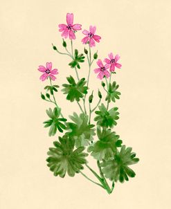Wild Geranium Botanical Study
