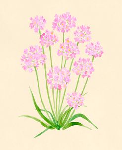 Wild Pink Garlic Botanical Study