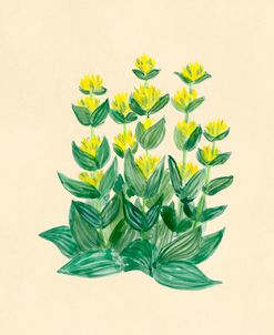 Yellow Gentian Botanical Study