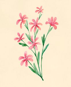 Red Lewisia Botanical Study