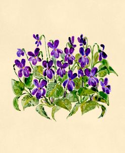 Sweet Violet Botanical Study
