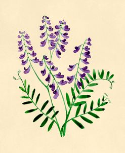 Tufted Vetch Botanical Study