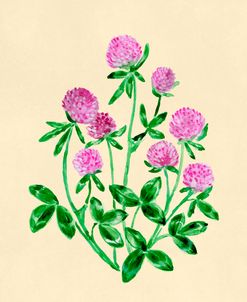 Wild Clover Botanical Study
