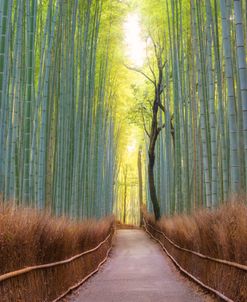 Arashiyama Bamboo Grove