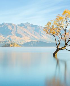 Serene Wanaka Tree
