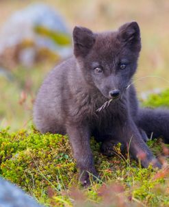 Arctic Fox In Summer