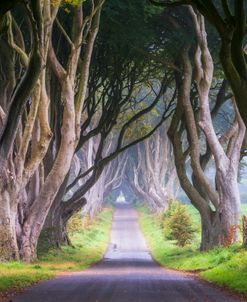 Dark Hedges Tree Tunnel