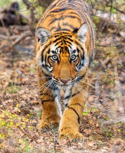 Stalking Tiger Cub