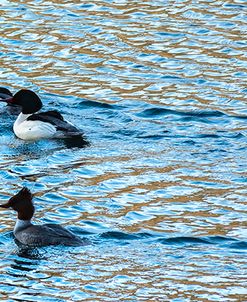 Alaskan Ducks